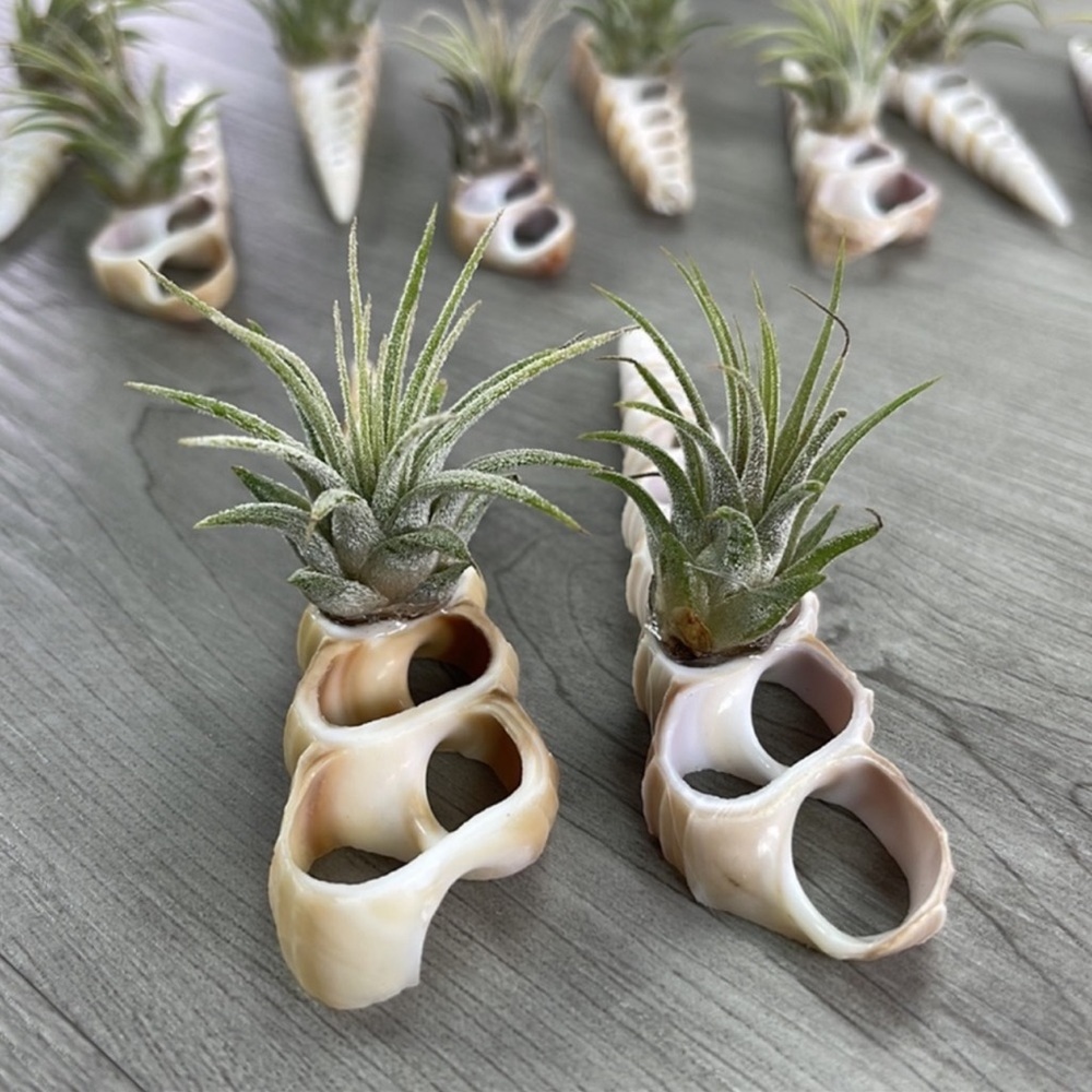 🔆AIR PLANT BUDDY🔆 WITH REAL SEA SHELL HAND MADE AND UNIQUE - Picture 1 of 9